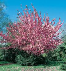 Prunus serrulata `kwanzan` 